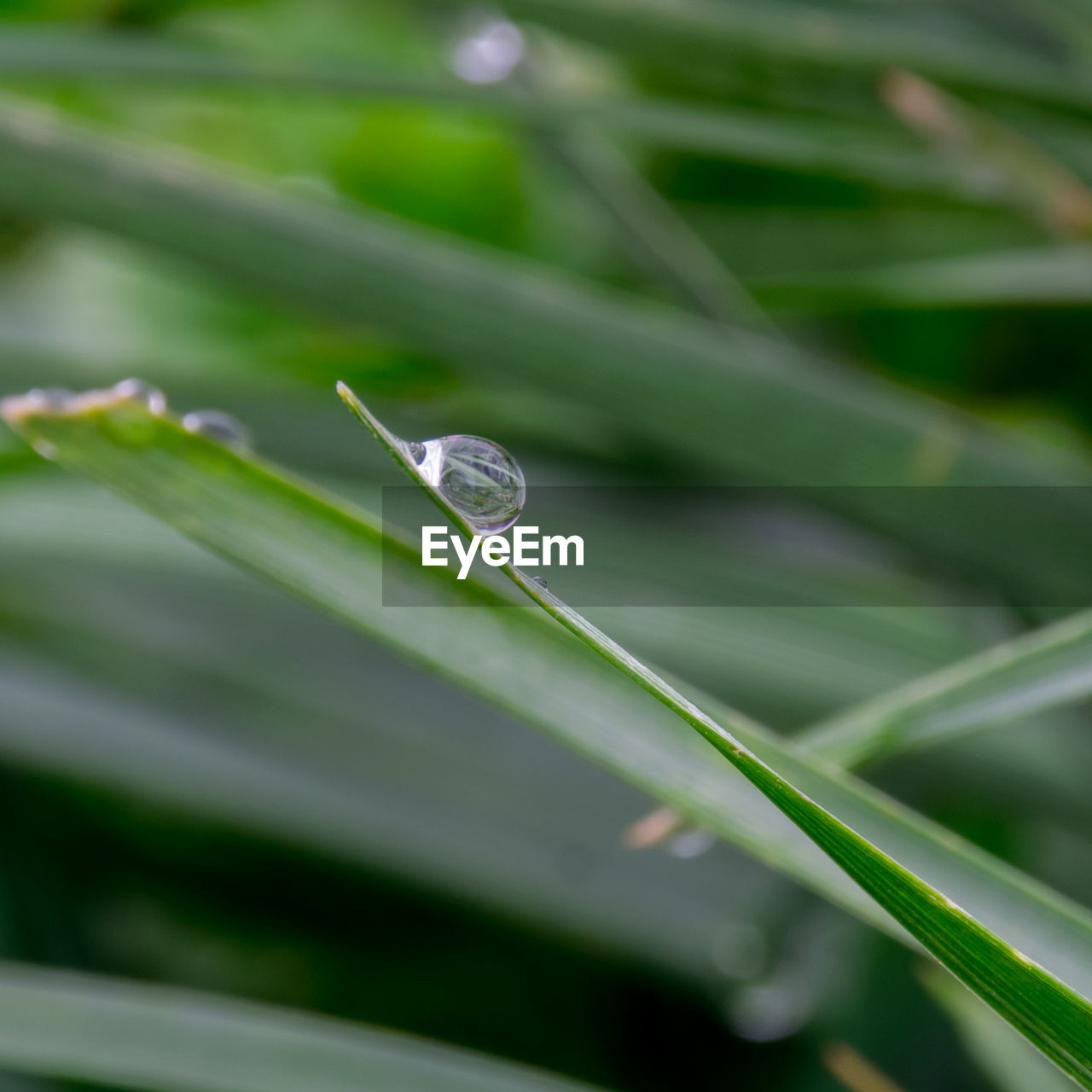 Close-up of raindrops on grass