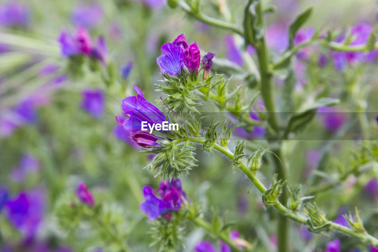 CLOSE-UP OF PURPLE FLOWERING PLANT LEAVES OUTDOORS