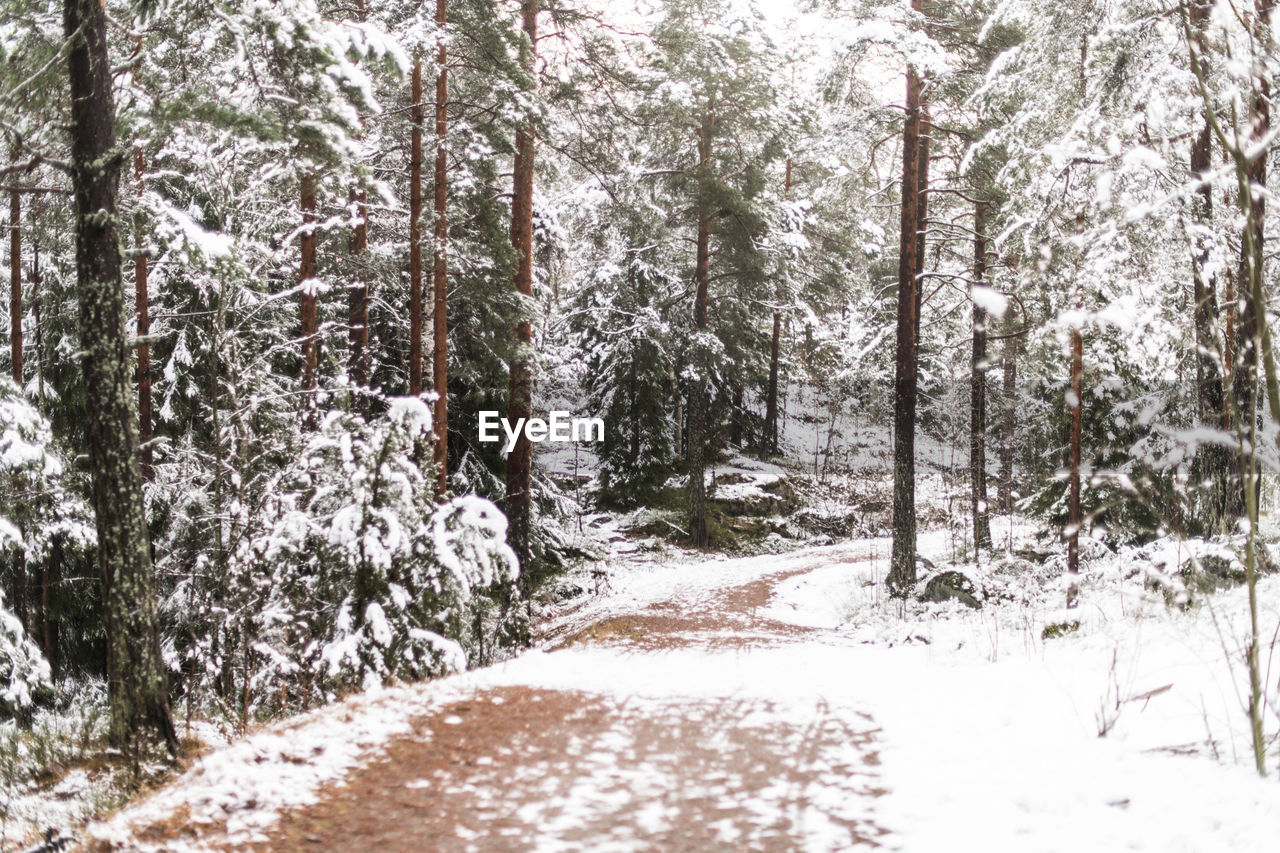 TREES IN FOREST DURING WINTER