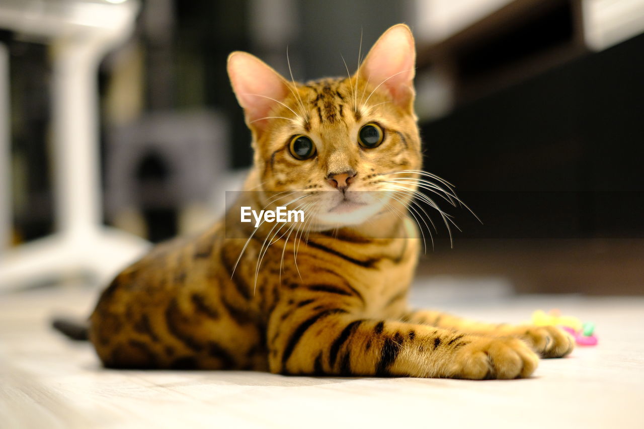 CLOSE-UP PORTRAIT OF A CAT LYING