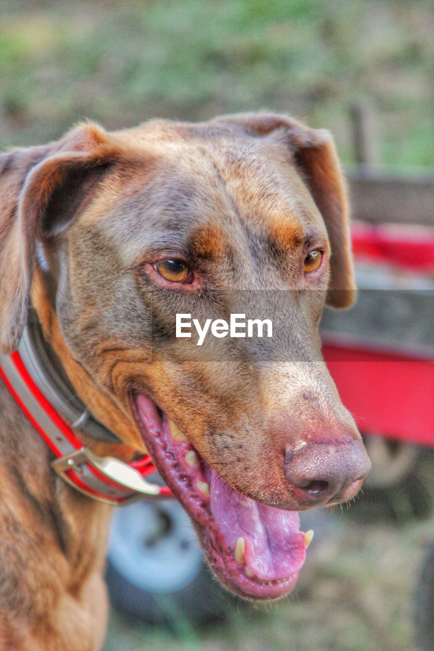 Close-up of dog sticking out tongue