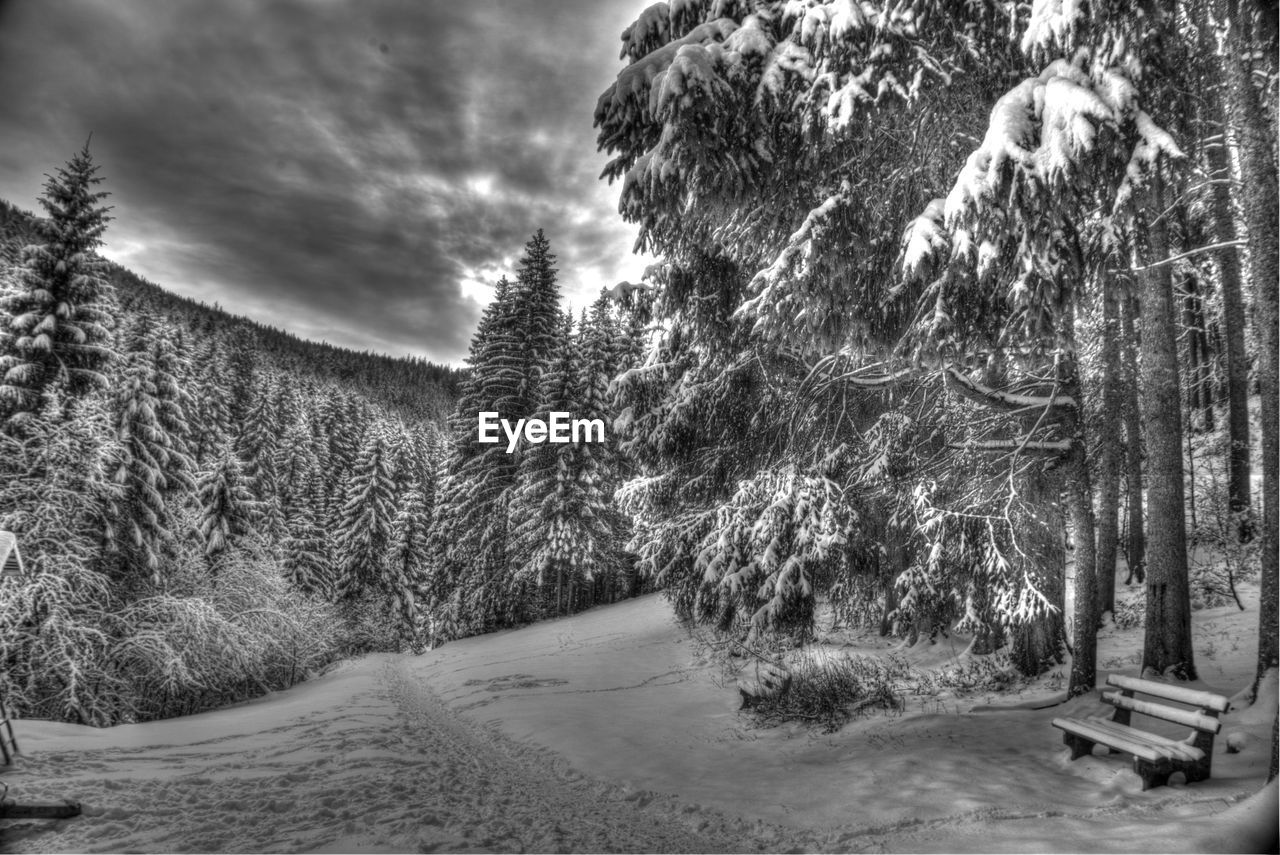 Trees on snow covered landscape against sky