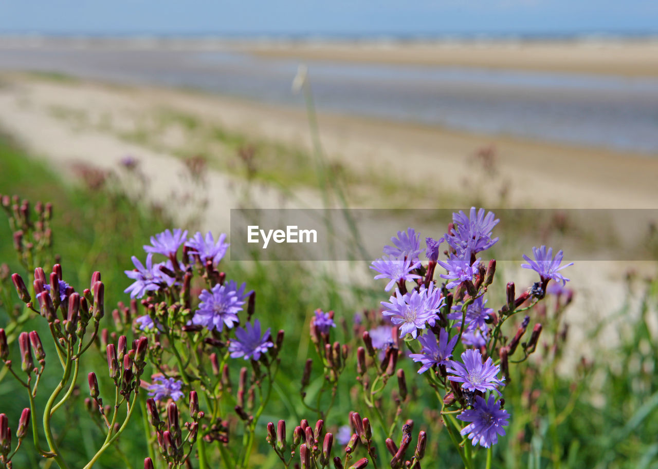 View over sandy beach and dune, green grass and beautiful purple flowers, sea and lagoon