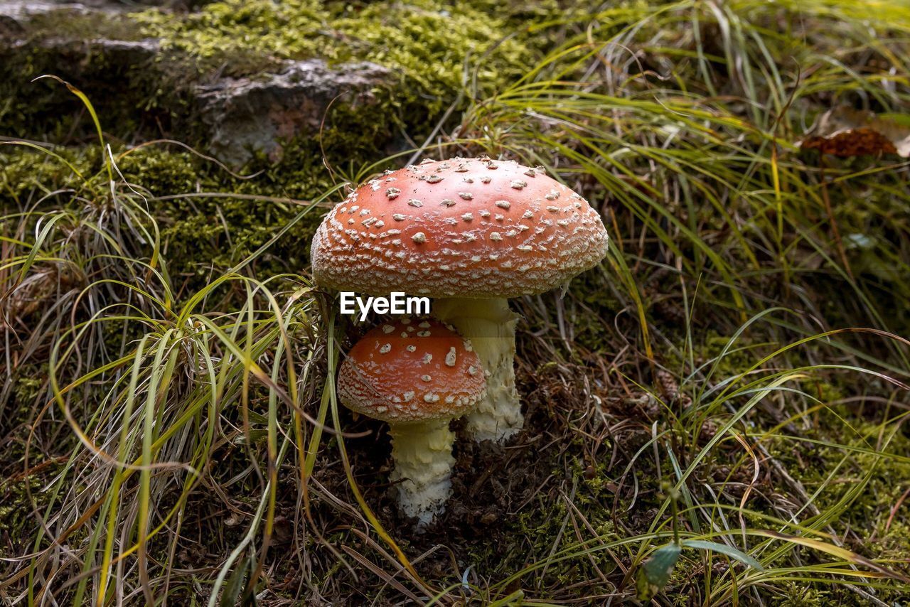 High angle view of mushroom growing on field