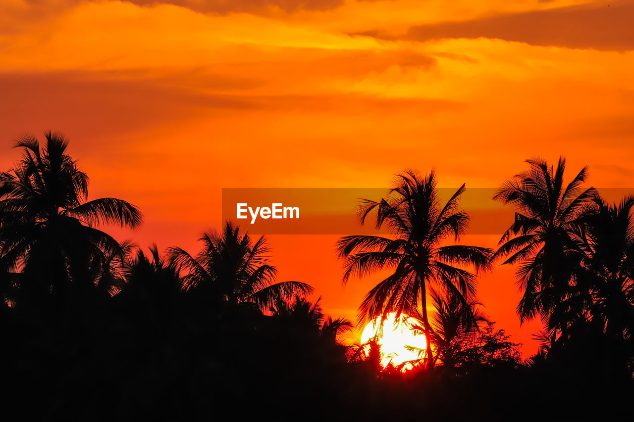 SILHOUETTE TREES AGAINST ORANGE SKY