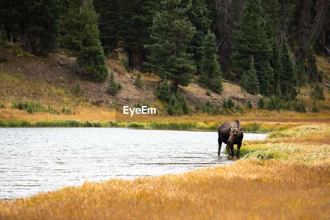 VIEW OF ELEPHANT IN RIVER