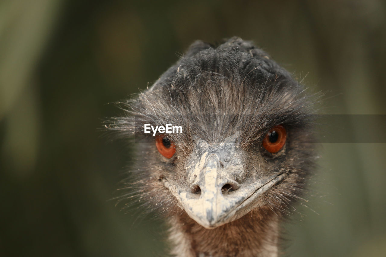 CLOSE-UP OF A BIRD