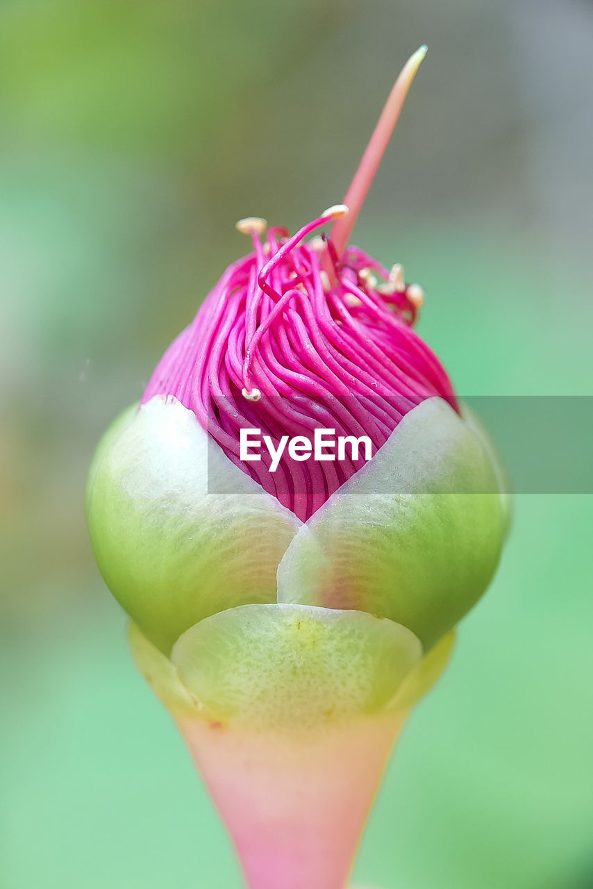 Close-up of pink flower