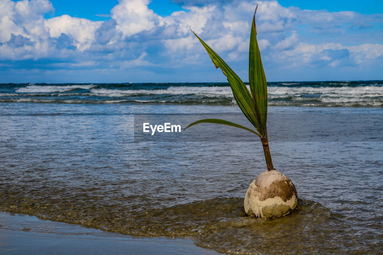 CLOSE-UP OF PLANT ON SEA AGAINST SKY