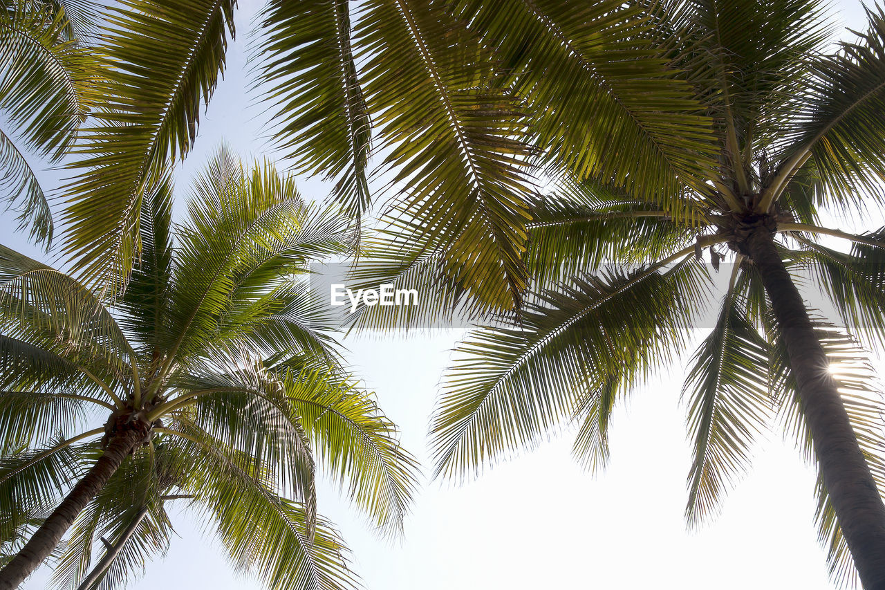 Low angle view of palm tree against sky