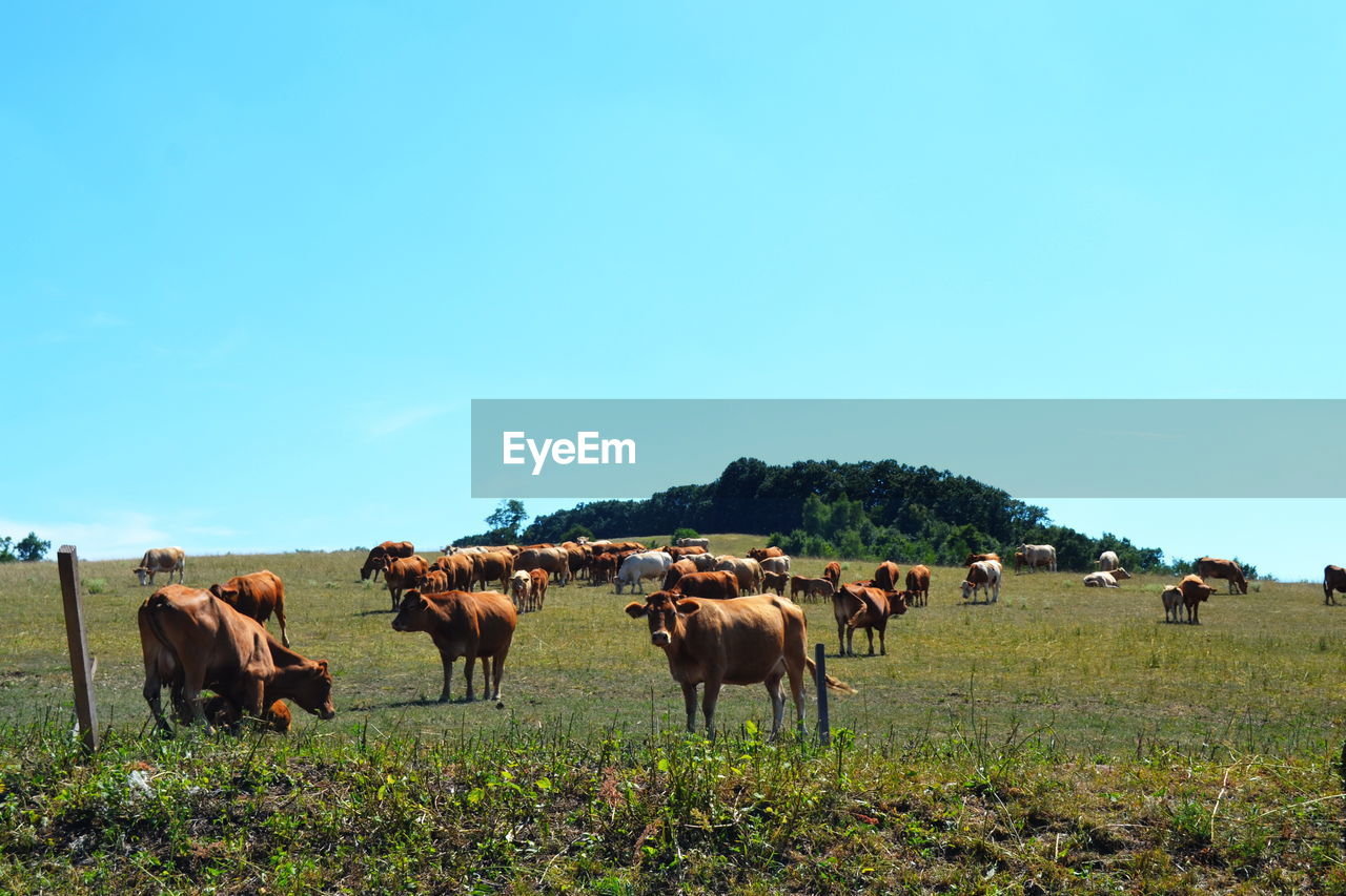 COWS ON FIELD AGAINST CLEAR SKY