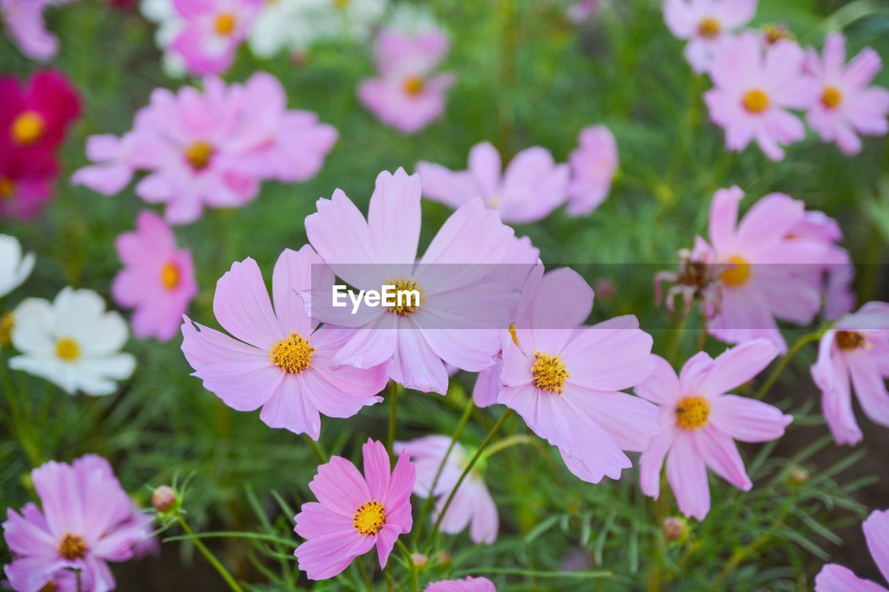 CLOSE-UP OF COSMOS BLOOMING OUTDOORS