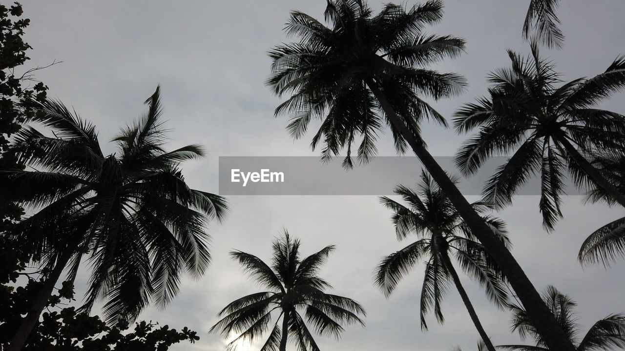 Low angle view of silhouette palm trees against sky