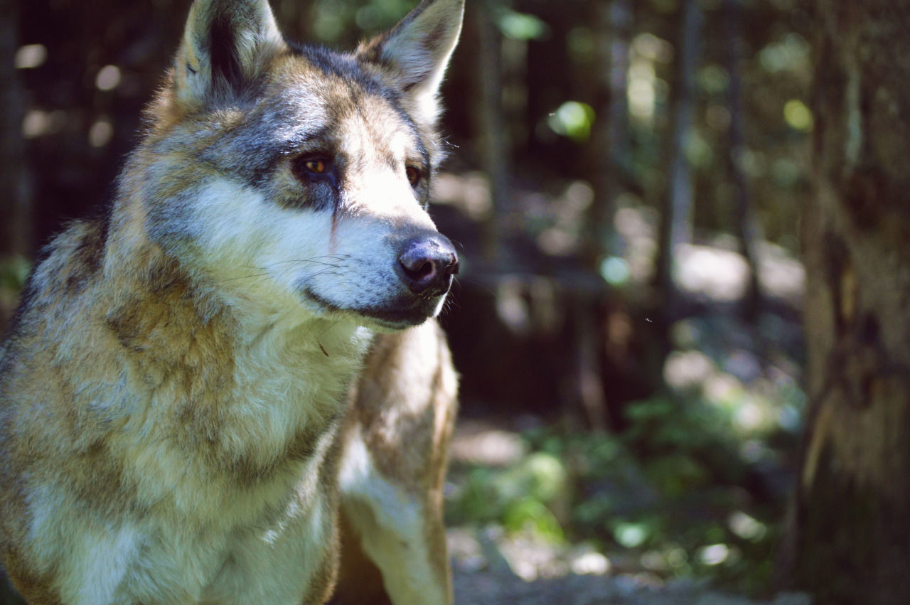 CLOSE-UP OF DOG IN PARK