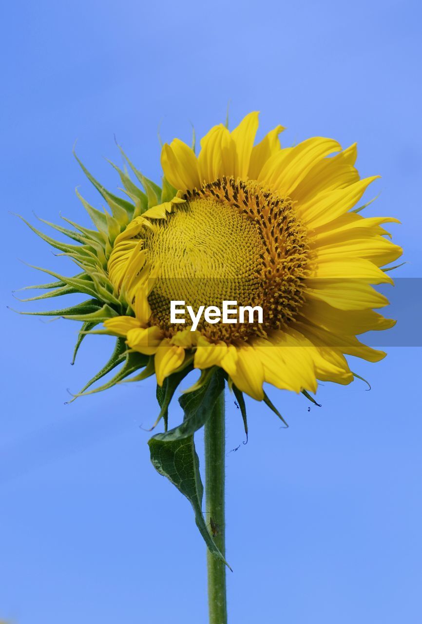 CLOSE-UP OF YELLOW FLOWER AGAINST CLEAR BLUE SKY