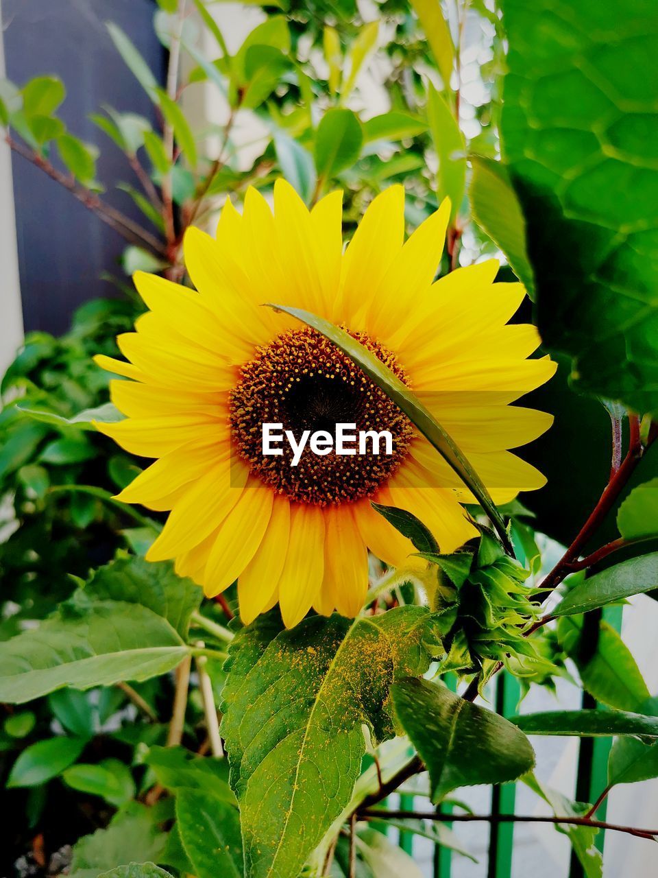 plant, sunflower, flower, flowering plant, freshness, growth, flower head, beauty in nature, yellow, plant part, leaf, nature, petal, inflorescence, fragility, close-up, no people, sunflower seed, pollen, green, outdoors, landscape, agriculture, botany, day, focus on foreground, summer, rural scene, land, blossom, field