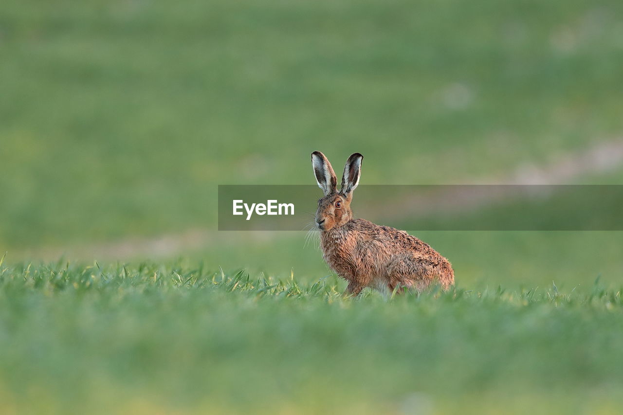 An european hare up close