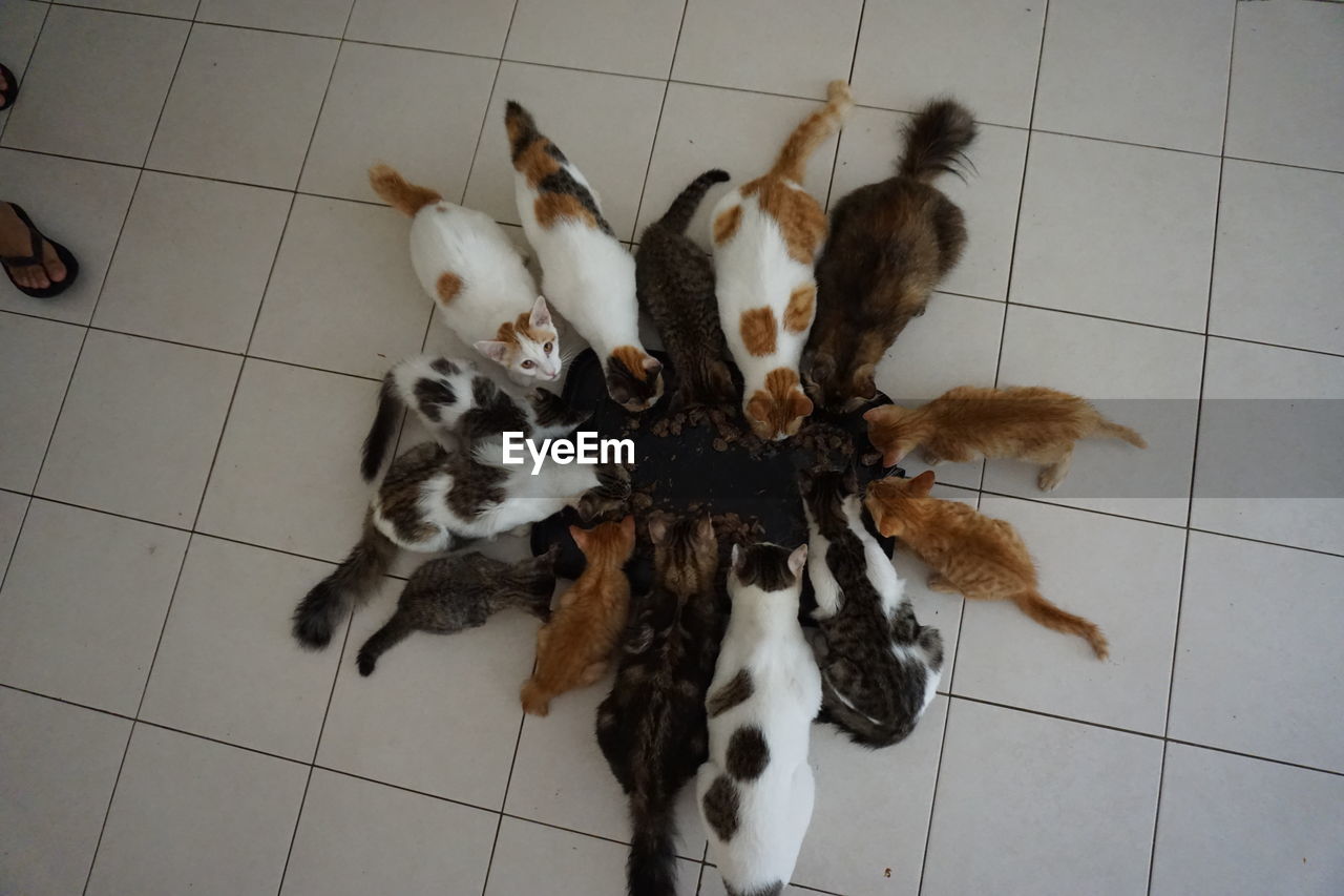 tile, flooring, tiled floor, high angle view, indoors, spider, animal, no people, animal themes, tarantula, death, directly above