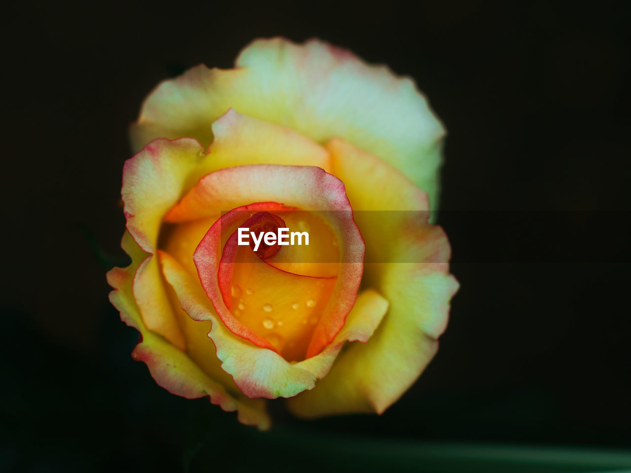 Close-up of yellow rose against black background