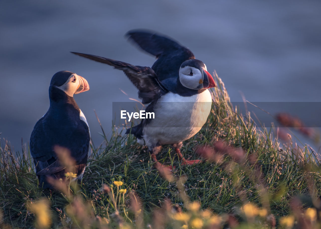 View of two birds on land