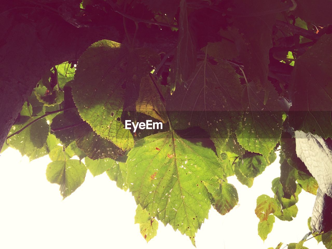 PLANTS GROWING ON TREE TRUNK