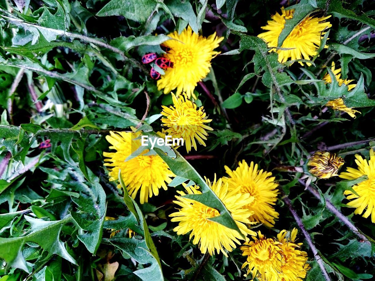 CLOSE-UP OF SUNFLOWERS BLOOMING IN PARK