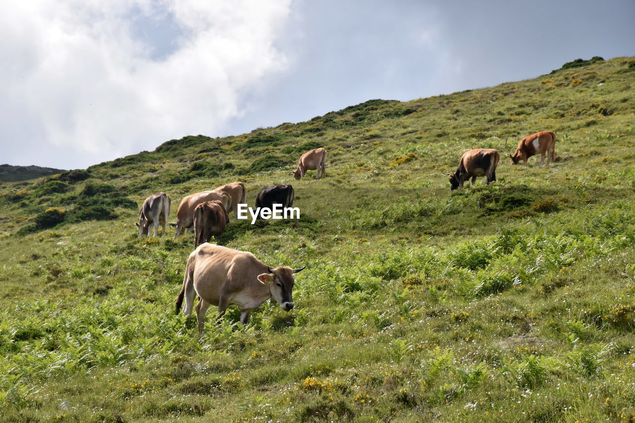 Cows grazing in a field