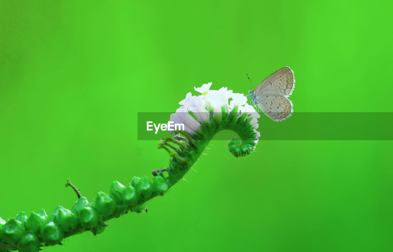 CLOSE-UP OF BUTTERFLY ON GREEN FLOWER