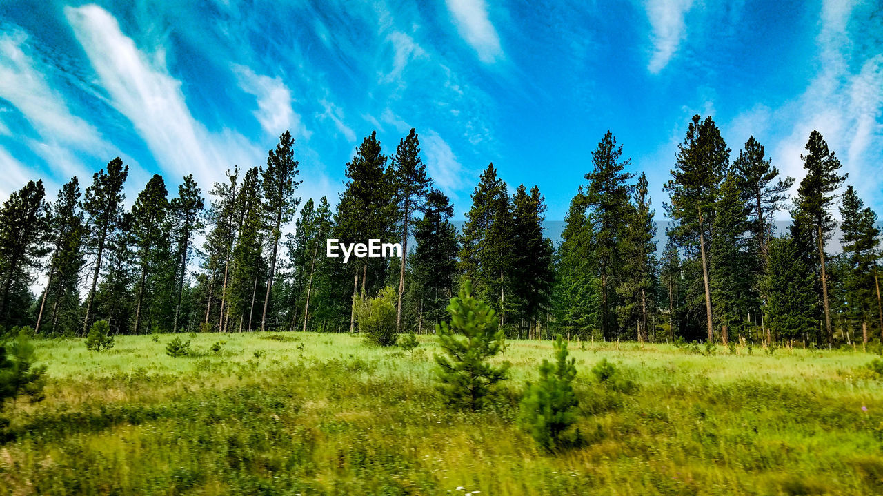 Panoramic view of trees on field against blue sky