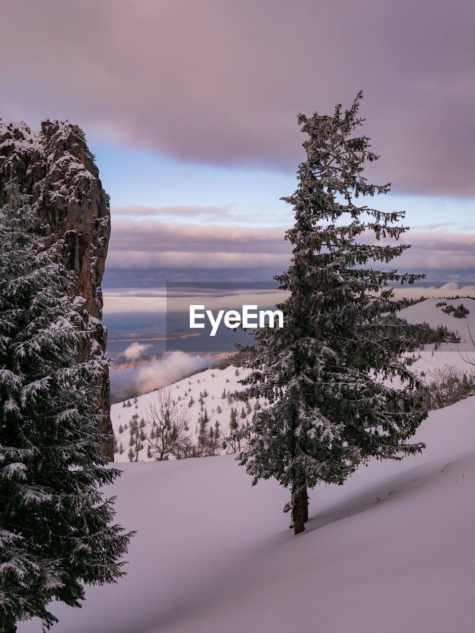 SNOW COVERED PINE TREE AGAINST SKY