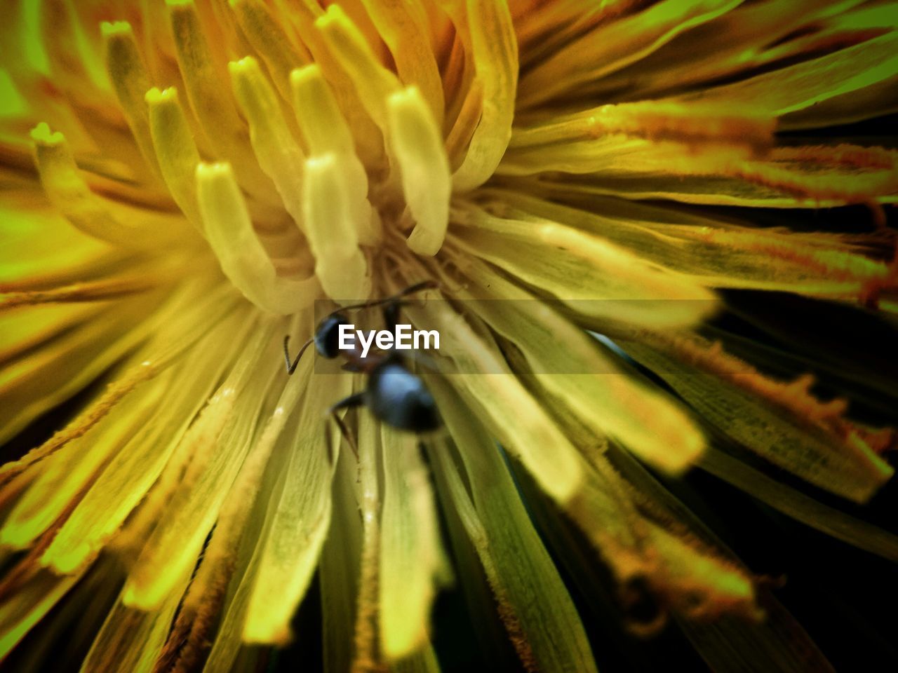 CLOSE-UP OF HONEY BEE ON YELLOW FLOWER