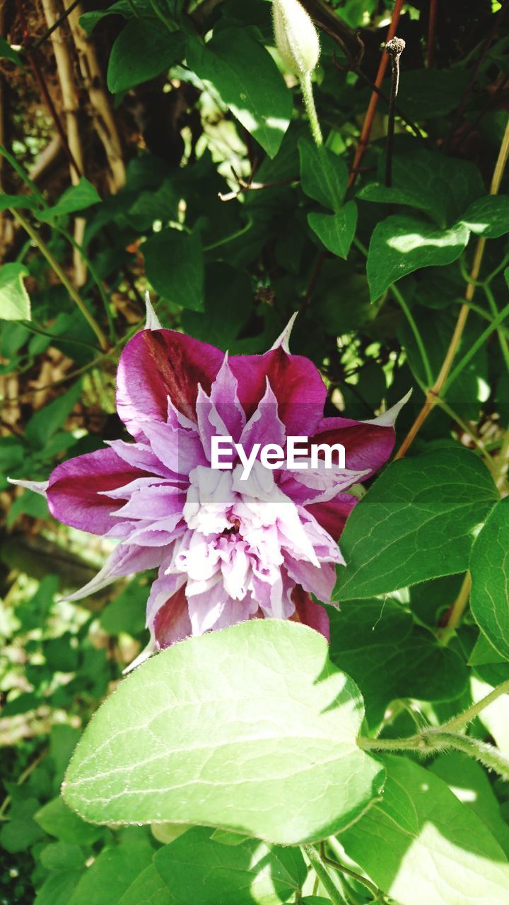 CLOSE-UP OF PINK FLOWER BLOOMING OUTDOORS