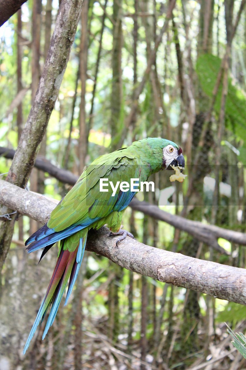 animal, animal themes, bird, animal wildlife, pet, tree, parrot, wildlife, one animal, forest, parakeet, plant, perching, branch, nature, green, no people, focus on foreground, beak, beauty in nature, outdoors, land, day, full length