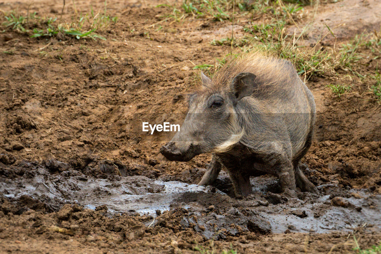 Common warthog squats in mud watching camera
