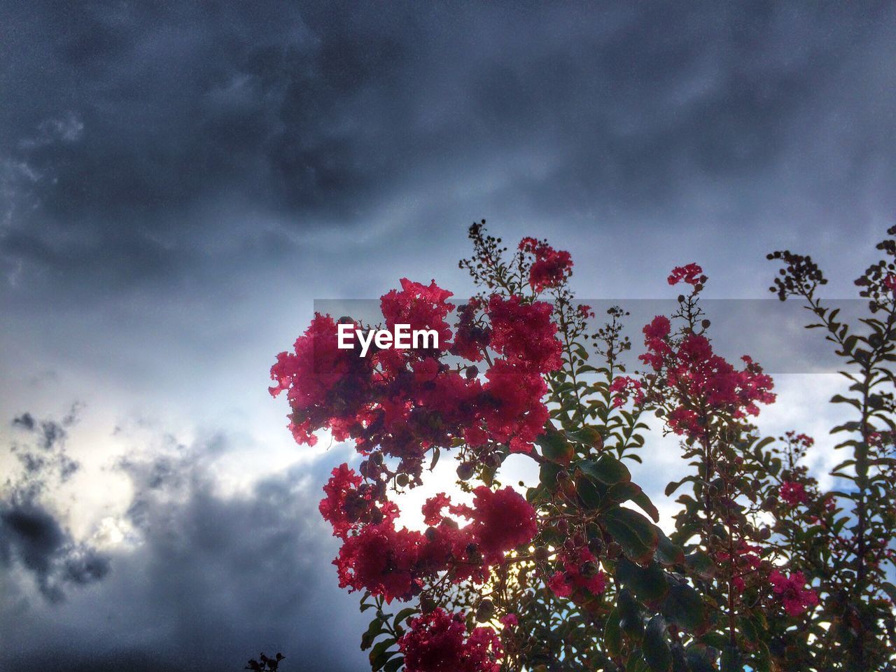 Pink flowers in bloom under cloudy sky