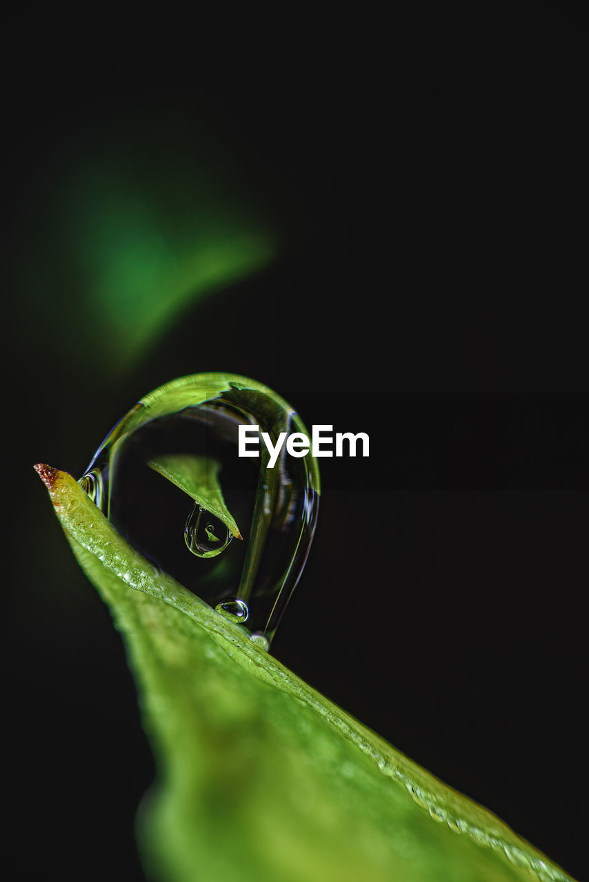 Close-up of water drop on leaf