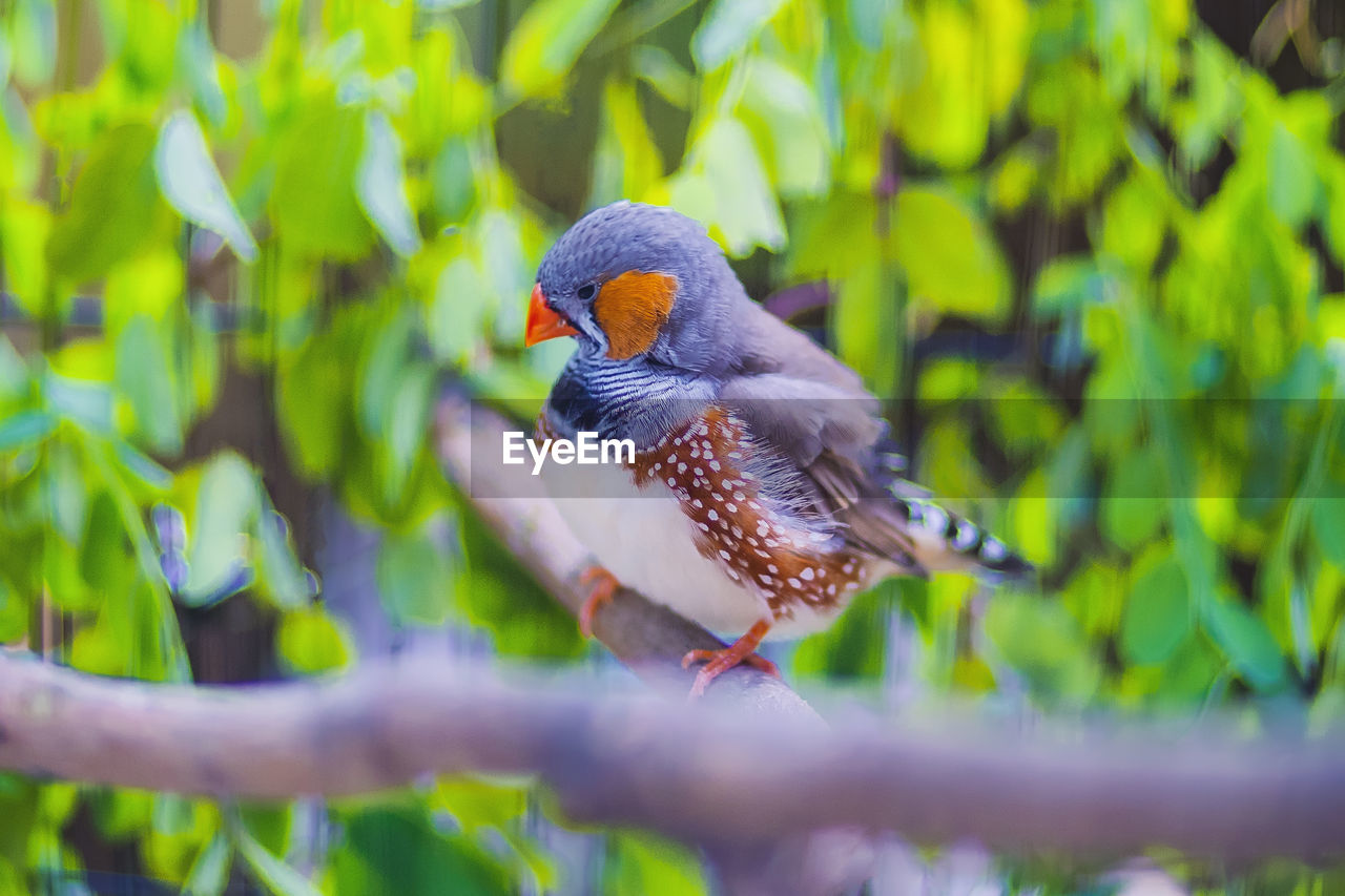 CLOSE-UP OF BIRD PERCHING ON A BRANCH