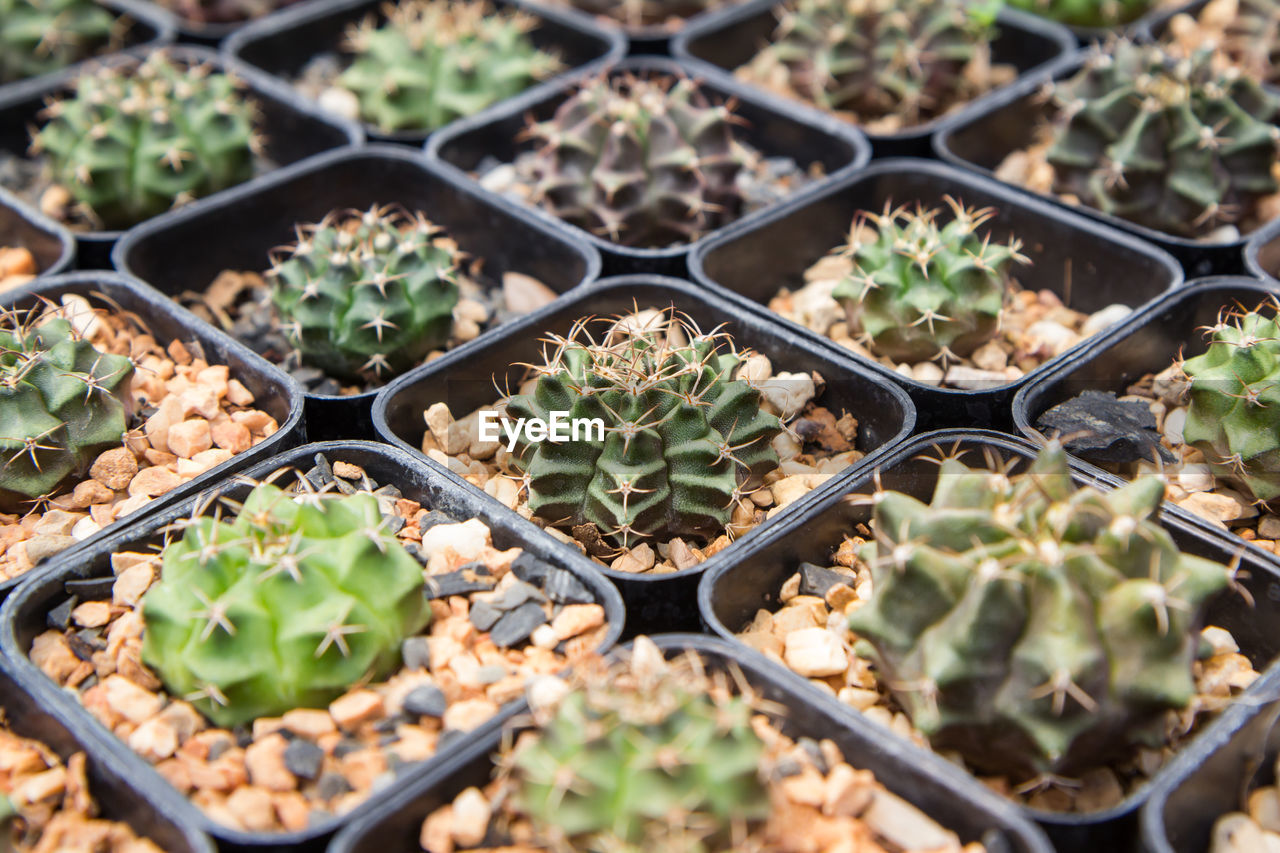 Many small cactus plants in pots