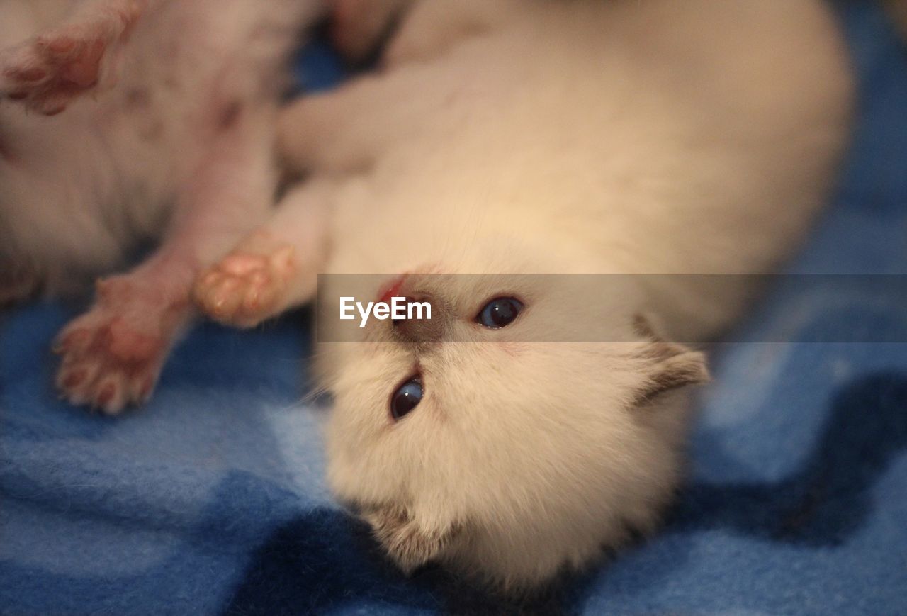 British shorthaired kitten 