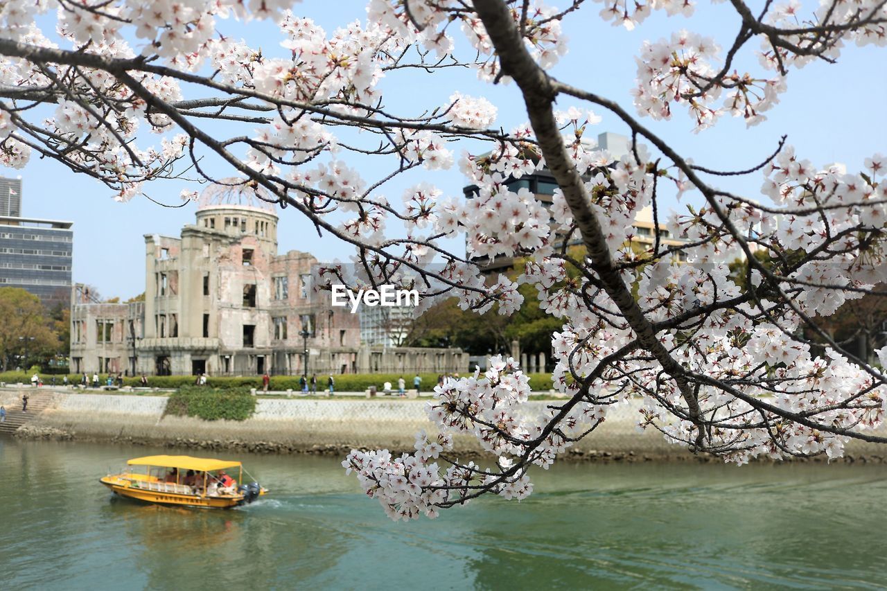 View of cherry blossom by river