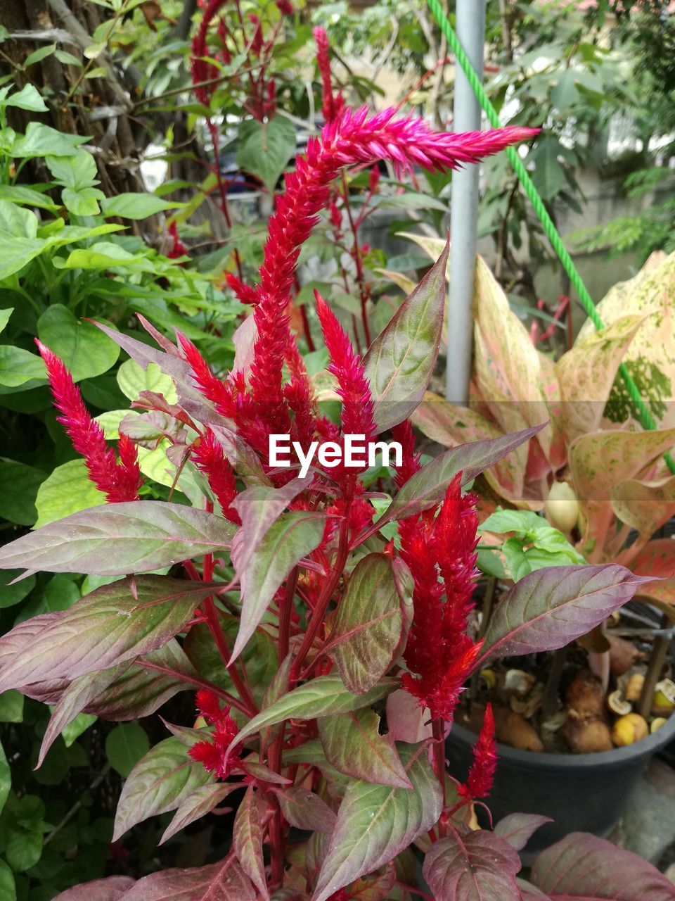 CLOSE-UP OF FRESH RED PLANT