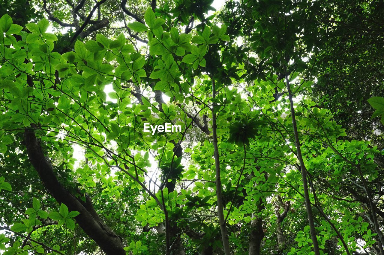 LOW ANGLE VIEW OF GREEN TREES IN FOREST