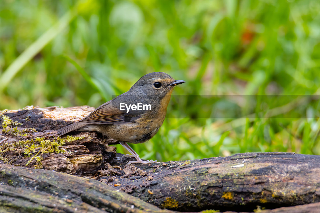 CLOSE-UP OF SPARROW PERCHING ON WOOD