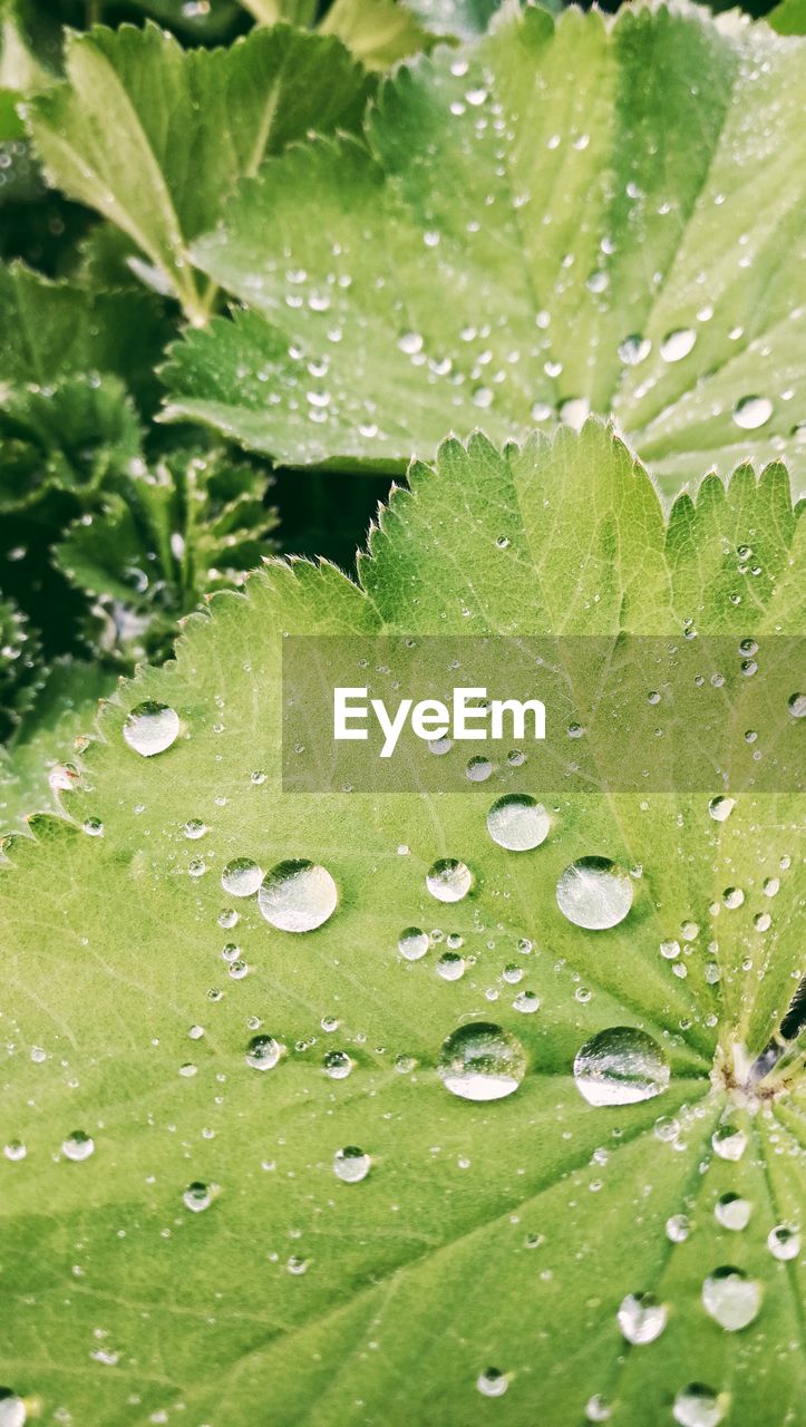 CLOSE-UP OF WET PLANTS