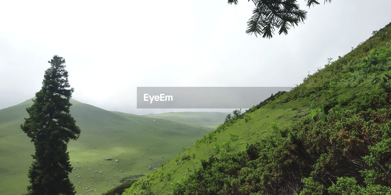 SCENIC VIEW OF TREE MOUNTAINS AGAINST SKY