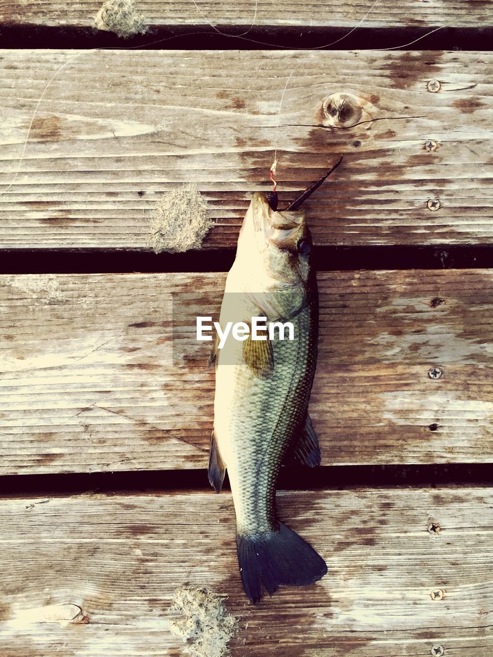 High angle view of dead fish on boardwalk