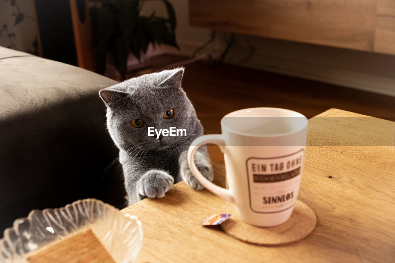 PORTRAIT OF A CAT WITH COFFEE CUP