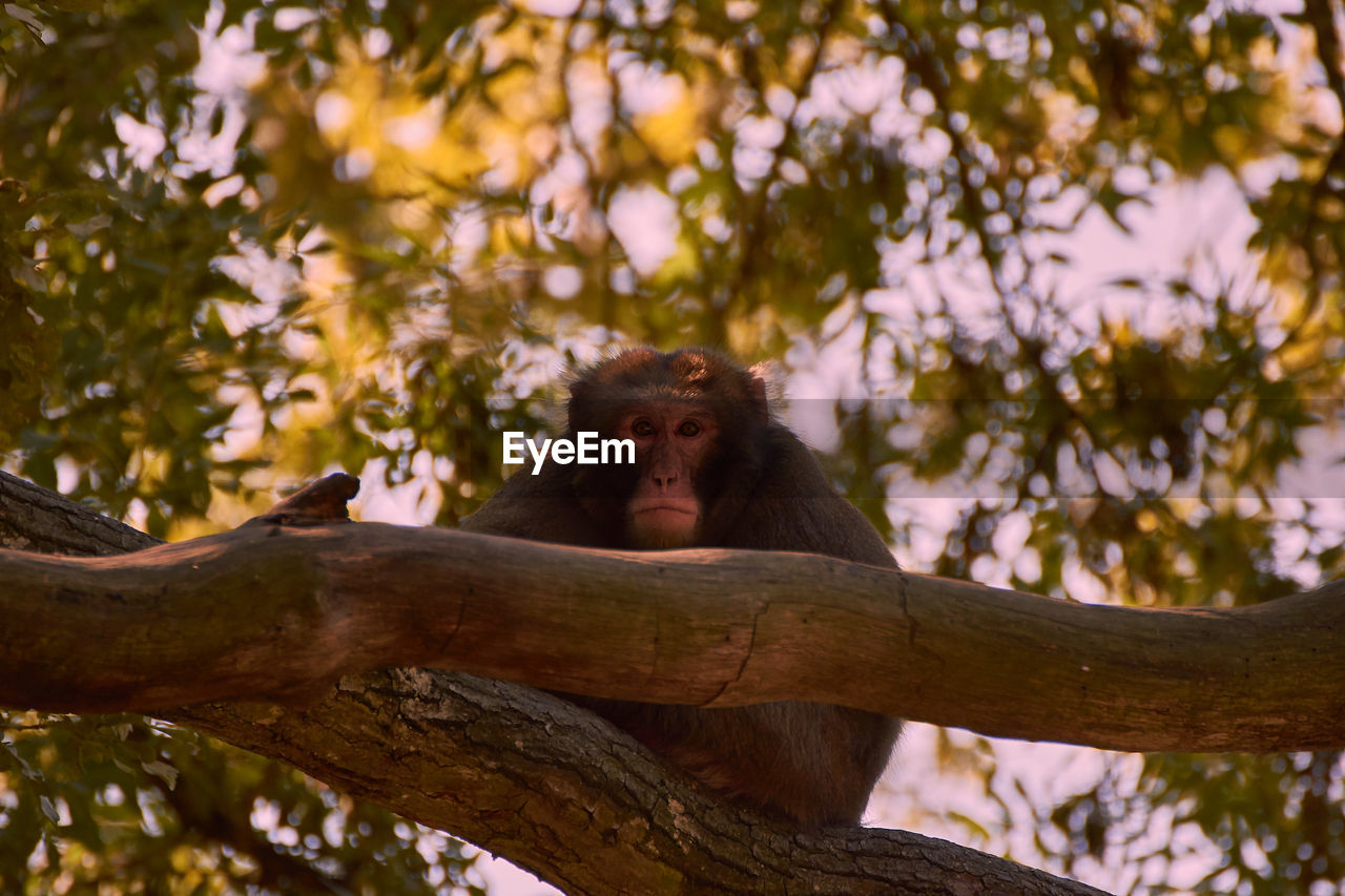 Low angle view of monkey sitting on tree branch in forest