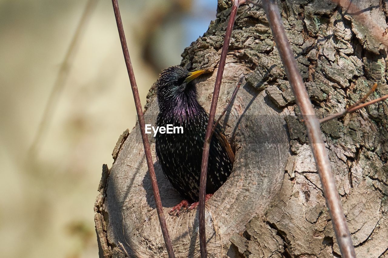 LOW ANGLE VIEW OF A BIRD PERCHING ON TREE