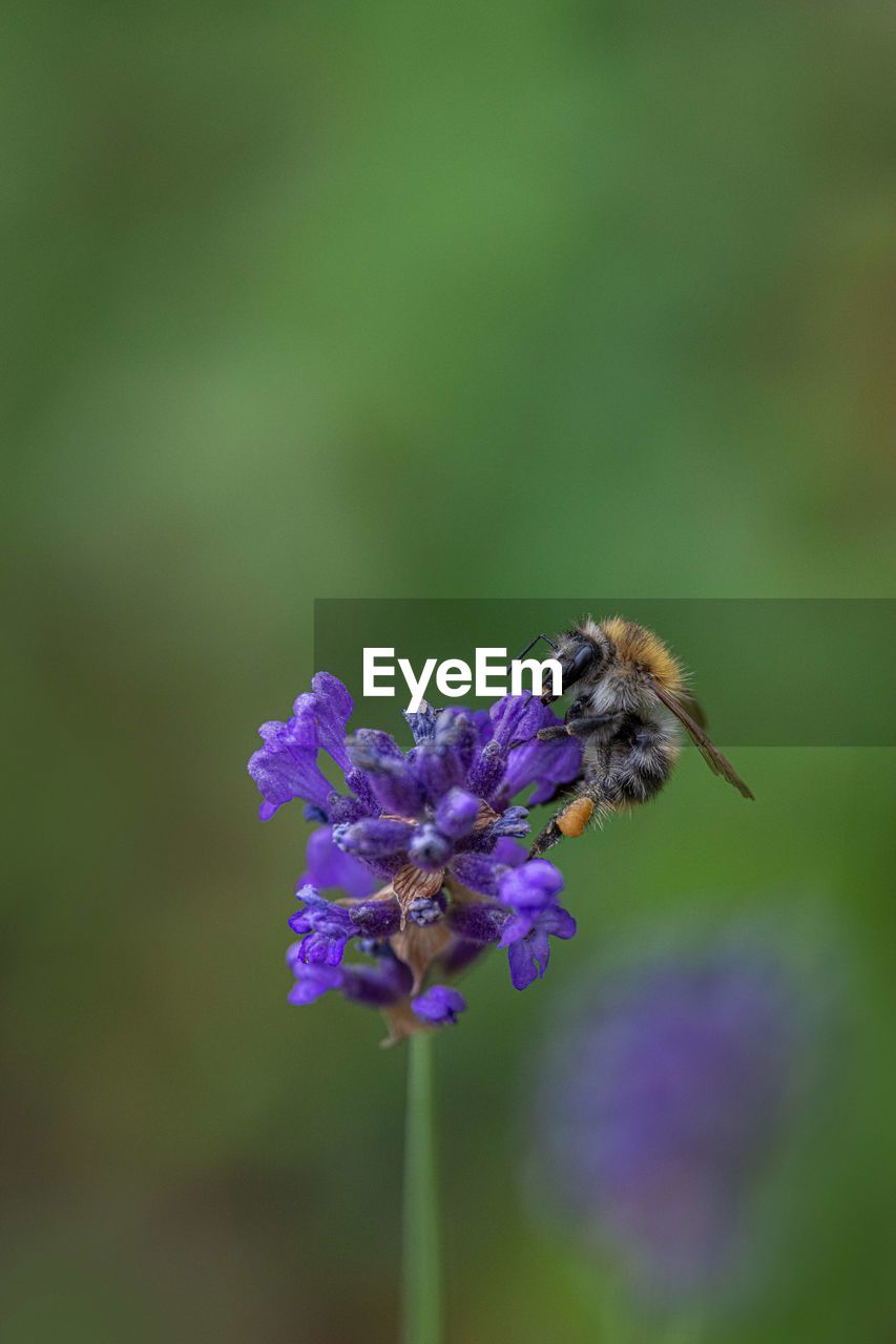 Close-up of bee pollinating on purple flower